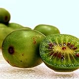 Hardy Kiwi Seeds (Actinidia arguta) 20+ Rare Cold-Tolerant Tropical Fruit Seeds in FROZEN SEED CAPSULES for The Gardener & Rare Seeds Collector - Plant Seeds Now or Save Seeds for Years Photo, new 2024, best price $14.95 review