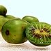 Photo Hardy Kiwi Seeds (Actinidia arguta) 20+ Rare Cold-Tolerant Tropical Fruit Seeds in FROZEN SEED CAPSULES for The Gardener & Rare Seeds Collector - Plant Seeds Now or Save Seeds for Years review