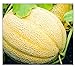 Photo 50 Hales Best Jumbo Cantaloupe | Non-GMO | Fresh Garden Seeds review