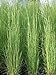 Photo Perennial Farm Marketplace Andropogon virginicus (Broom Sedge) Ornamental Grass, Size-#1 Container, Green/Dark Red-Purple Foliage review