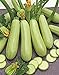 Photo Seeds Squash Zucchini Aspirant 38 Days White Bush Vegetable for Planting Heirloom Non GMO review