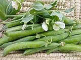 David's Garden Seeds Pea Shelling Green Arrow 2244 (Green) 100 Non-GMO, Heirloom Seeds Photo, new 2024, best price $3.45 review