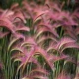 100 Seeds/Bag Pink Foxtail Barley Ornamental Grass Seeds Home Garden Seeds Photo, new 2024, best price $13.99 ($0.14 / Count) review