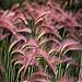Photo 100 Seeds/Bag Pink Foxtail Barley Ornamental Grass Seeds Home Garden Seeds review