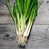 250+ Seeds of White Tokyo Long Bunching Onion, Allium fistulosum, Non-GMO, Untreated, Open Pollinated, Japanese Heirloom Seeds Photo, new 2024, best price $6.99 review