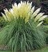 Photo Fresh Seeds - White Pampas Grass Seeds, Heirloom Ornamental Grass Seeds, Feathery Blooms 50ct review