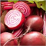 Seed Needs, Chioggia Beets (Beta vulgaris) Bulk Package of 2,000 Seeds Non-GMO Photo, new 2024, best price $7.49 review