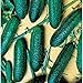 Photo Cool Breeze Cucumbers Seeds (20+ Seeds) | Non GMO | Vegetable Fruit Herb Flower Seeds for Planting | Home Garden Greenhouse Pack review