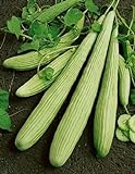 David's Garden Seeds Cucumber Slicing Armenian Yard Long 9184 (Green) 25 Non-GMO, Heirloom Seeds Photo, new 2024, best price $4.45 review