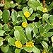 Foto 500 Stück Portulaca Oleracea Samen Exotische Zierpflanzen Blühende gelbe Blumen Fügen Sie Ihrem Garten Farbe hinzu Schaffen Sie eine einzigartige künstlerische Landschaft Rezension