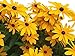 Photo Black Eyed Susan Seeds - Rudbeckia Hirta - Attracts Butterflies Non GMO 10,000 Seeds review