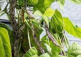 Dragon's Tongue Bush Bean Seeds (Dragon Langerie), 25 Heirloom Seeds Per Packet, Non GMO Seeds, Scientific Name: Phaseolus vulgaris, Isla's Garden Seeds Photo, new 2024, best price $5.99 ($0.24 / Count) review