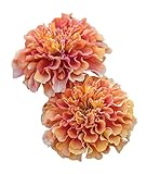 Burpee Strawberry Blonde Marigold Seeds 50 seeds Photo, new 2024, best price $9.70 ($0.19 / Count) review