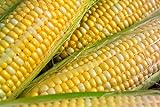 Peaches & Cream Sweet Corn Non-GMO Seeds - 4 Oz, 500 Seeds - by Seeds2Go Photo, new 2024, best price $14.32 ($3.58 / Ounce) review
