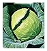 Foto Semillas de col de Copenhague - verduras - brassica oleracea - cp002 - las mejores semillas de plantas - flores - frutas raras - coliflores - idea de regalo original - 3300 semillas aproximadamente revisión