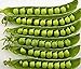 Photo Pea Seed, Sugar Daddy, Heirloom, Non GMO, 20 Seeds, Perfect Peas review