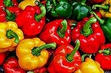 Bell Pepper, California Wonder Pepper Seeds, Heirloom, 25 Seeds, Delicious Large Peppers Photo, new 2024, best price $1.99 ($0.08 / Count) review