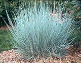 500 Little Bluestem Ornamental Grass Seeds, Schizachyrium scoparium Photo, new 2024, best price $4.95 review