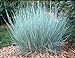 Photo 500 Little Bluestem Ornamental Grass Seeds, Schizachyrium scoparium review