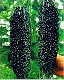 Black Bitter Melon Seeds for Planting, 10 Seeds - Dark Jade Bitter Melon - Ships from Iowa, USA Photo, new 2024, best price $9.96 ($0.20 / Count) review