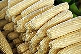David's Garden Seeds Corn Sweet Stowell's Evergreen 6655 (White) 100 Non-GMO, Heirloom Seeds Photo, new 2024, best price $4.45 review