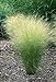 Photo Mexican Feather Grass Pony Tails Ornamental Stipa Tenuissima Seeds Wind Whisp Jocad (25 Seeds) review