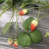 Heirloom Red Strawberry 200+ Seeds Photo, new 2024, best price $7.50 ($0.04 / Count) review