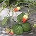 Photo Heirloom Red Strawberry 200+ Seeds review