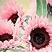 Foto 15 semillas de girasol rosa – semillas de flores de jardín, bonsái, decoración del hogar y la oficina revisión