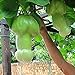 Foto C-LARSS 30 Stück/Beutel Kürbiskerne, Lebende Essbare Grüne Gemüsesamen Für Den Garten Samen Rezension
