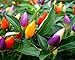 Photo NIKA SEEDS - Vegetable Ornamental Pepper Mix Indoor Decorative Rainbow Plant - 30 Seeds review