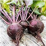 Long Season Lutz Beets Seeds (((50 Seed Packet))) (More Heirloom, Organic, Non GMO, Vegetable, Fruit, Herb, Flower Garden Seeds at Seed King Express) Photo, new 2024, best price $5.69 review