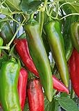 100 Anaheim Chili Pepper Seeds | Non-GMO | Fresh Garden Seeds Photo, new 2024, best price $5.95 review