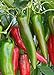 Photo 100 Anaheim Chili Pepper Seeds | Non-GMO | Fresh Garden Seeds review