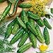 Photo David's Garden Seeds Cucumber Gherkin Parisian 3348 (Green) 50 Non-GMO, Hybrid Seeds review