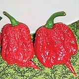 Carolina Reaper Hot Peppers (Red) World's Hottest Pepper Seeds (20+ Seeds) | Non GMO | Vegetable Fruit Herb Flower Seeds for Planting | Home Garden Greenhouse Pack Photo, new 2024, best price $6.69 ($0.33 / Count) review
