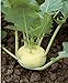 Foto 300 semillas de colo rava blanca – Verduras antiguas huertas – Método ecológico revisión