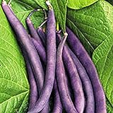 Royal Burgundy Bush Bean Seeds, 30 Heirloom Seeds Per Packet, Non GMO Seeds, Isla's Garden Seeds Photo, new 2024, best price $5.99 ($0.20 / Count) review