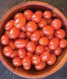 Burpee Napa Grape Tomato Seeds 30 seeds Photo, new 2024, best price $8.49 ($0.28 / Count) review