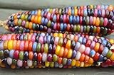 CEMEHA SEEDS - Corn Montana Mix Sweet Non GMO Vegetable for Planting Photo, new 2024, best price $6.95 ($0.28 / Count) review