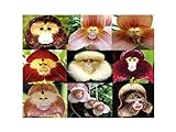 100 PCS cara del mono orquídea tropical de la mezcla Semillas Planta rara flor exótica Bonsai Foto, nuevo 2024, mejor precio 4,99 € revisión