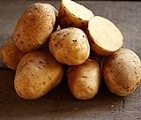Golden Yukon Nuggets Heirloom Potato Seed 3lbs Virus Free Non GMO Photo, new 2024, best price $16.99 ($0.35 / Ounce) review