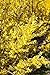 Foto Goldglöckchen Forsythia 'Week-End' -R- im Topf gewachsen ca. 60-80cm Rezension