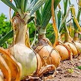 David's Garden Seeds Onion Short-Day Texas Grano 1015Y 1766 (Yellow) 200 Non-GMO, Heirloom Seeds Photo, new 2024, best price $4.45 review