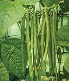 Burpee Kentucky Blue Pole Bean Seeds 8 ounces of seed Photo, new 2024, best price $11.39 ($1.42 / Ounce) review