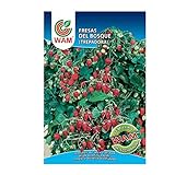 WAM Semillas de Fresas del Bosque, Sobre Clásico 0,15 gr Foto, nuevo 2024, mejor precio 3,40 € revisión