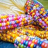 Rosepoem Graines de maïs indien 30 pcs Graines de maïs Graine de maïs arc-en-ciel Photo, nouveau 2024, meilleur prix 4,98 € examen