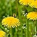 Photo Outsidepride Dandelion Herb Plant Seeds - 5000 Seeds review