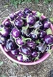 25 Seeds / Purple Eggplant (Baby Eggplants) Photo, new 2024, best price $9.25 ($0.37 / Count) review