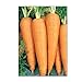 Photo 750 Danvers 126 Carrot Seeds | Non-GMO | Fresh Garden Seeds review